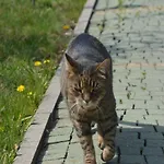 Luksustelt Beskidylla Glamp