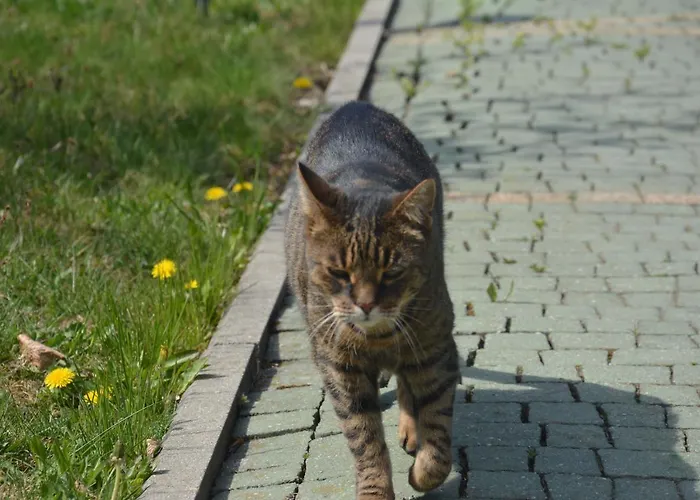 Campo de lujo Beskidylla Glamp